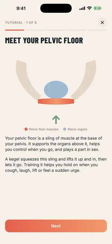 Steady tutorial showing where the pelvic floor muscles are
